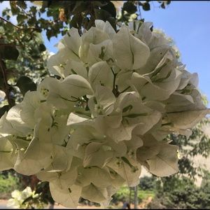 Meet your Posher, Licett